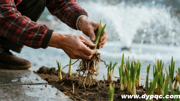 喷泉浅水区种植场景特写 喷泉浅水区种植场景特写